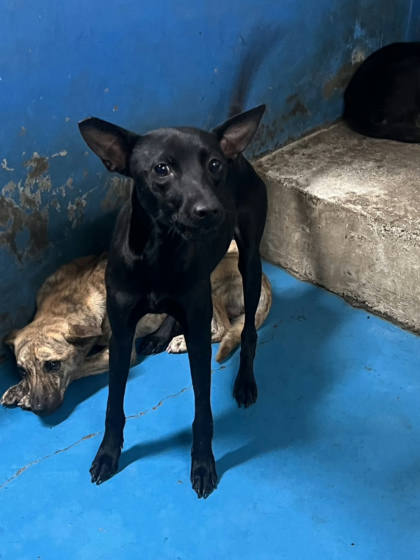 苗栗縣待認養狗｜混種犬｜黑色｜母