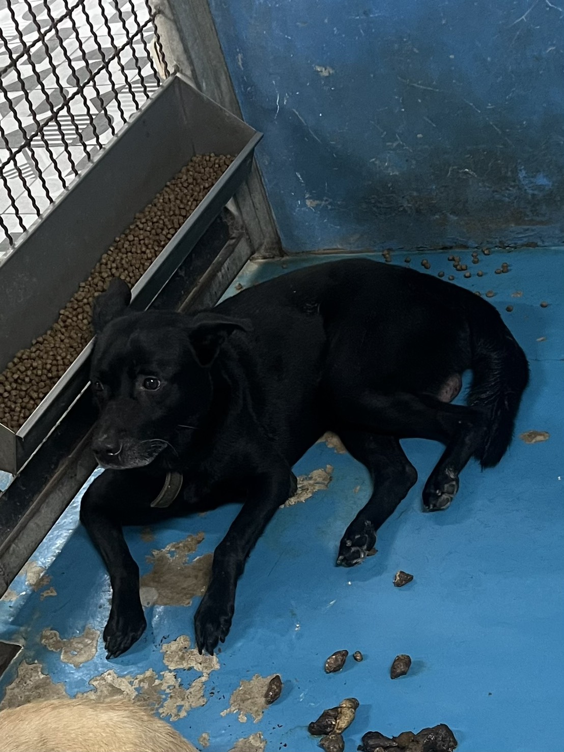 苗栗縣待認養狗 混種犬
