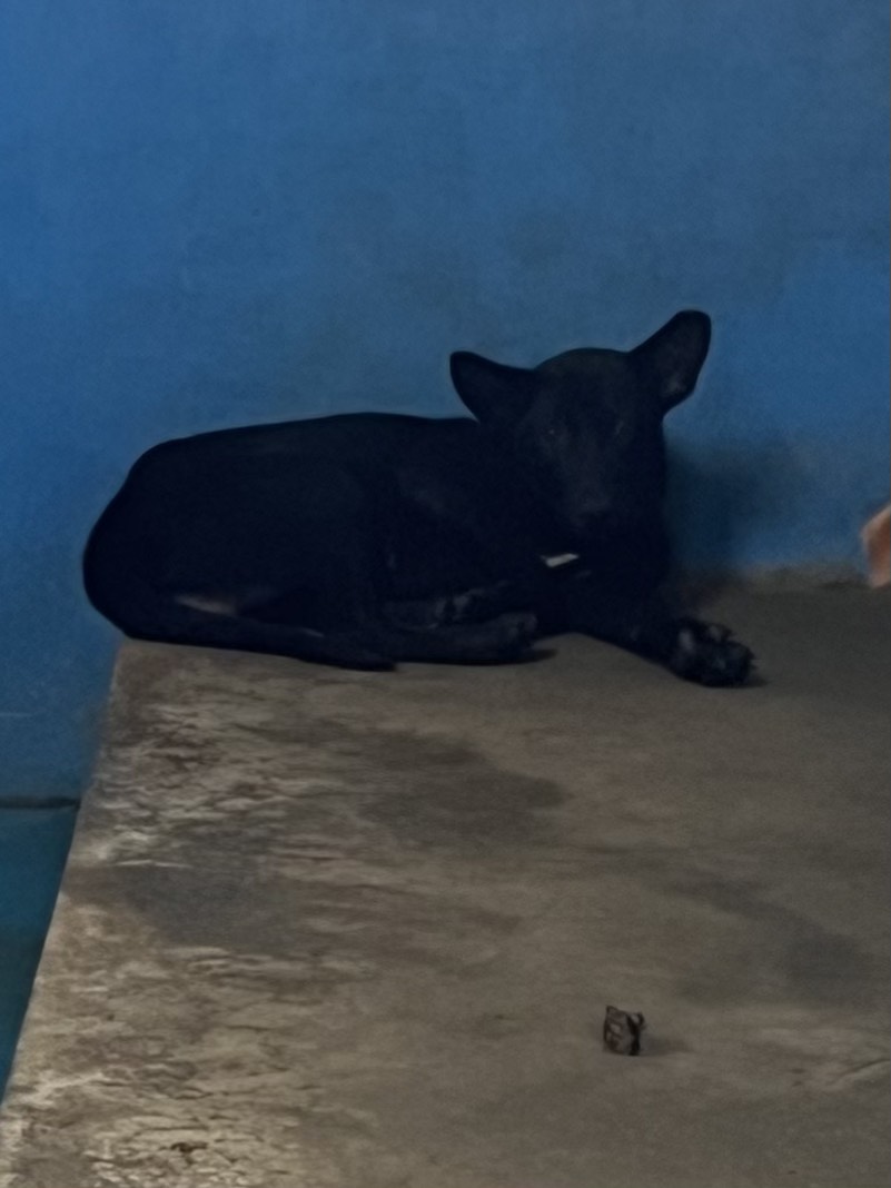 苗栗縣待認養狗 混種犬