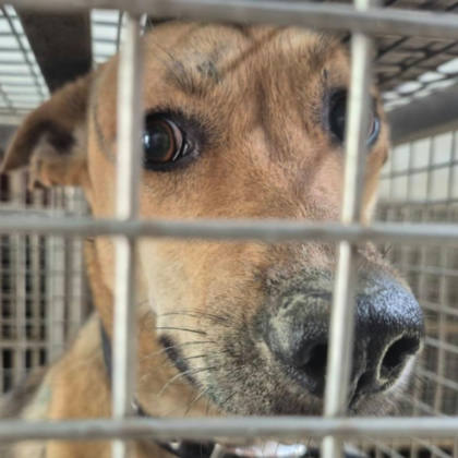 台南市待認養狗｜混種犬｜黃色｜母