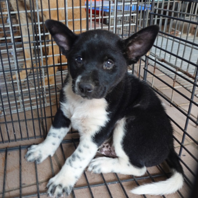 台南市待認養狗 混種犬