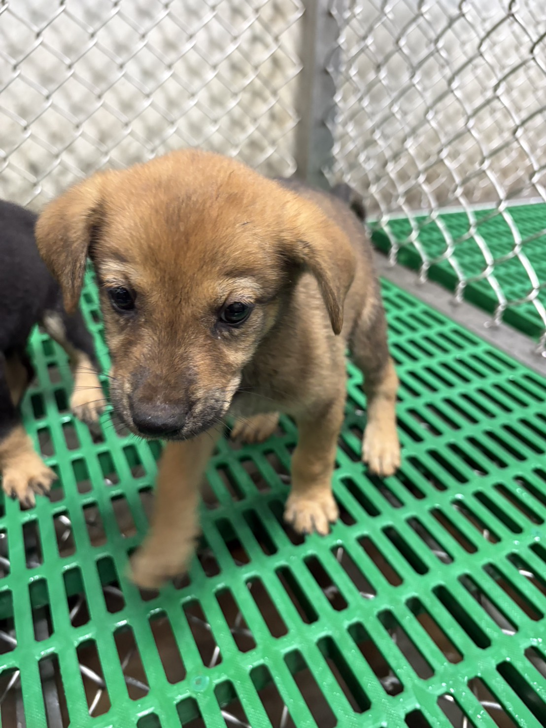 台東縣待認養狗 混種犬