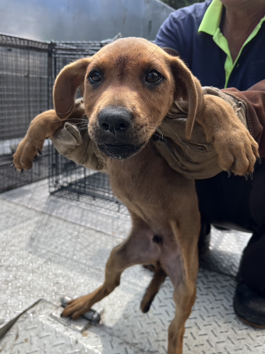 彰化縣待認養狗 混種犬