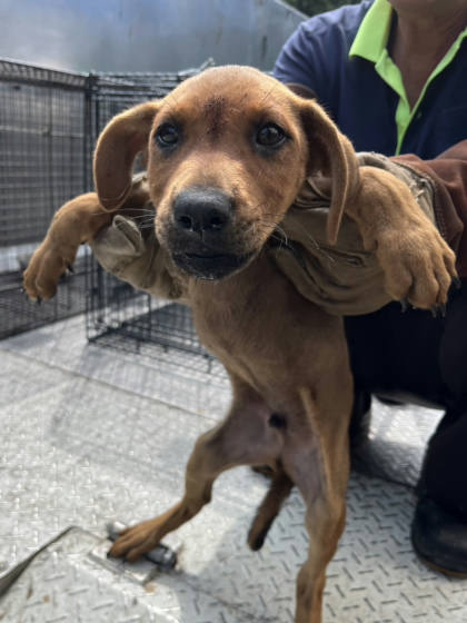 彰化縣待認養狗｜混種犬｜黃色｜公