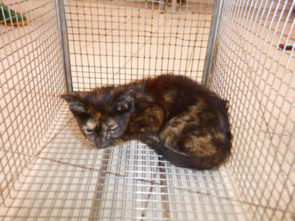 南投縣待認養貓｜混種貓｜母
