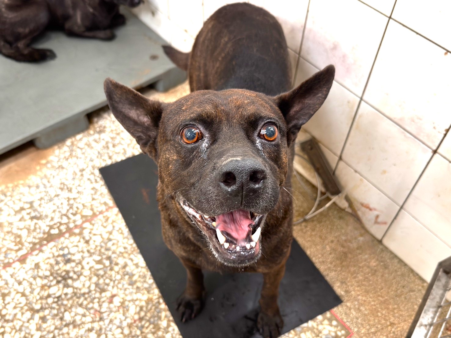 高雄市待認養狗 混種犬