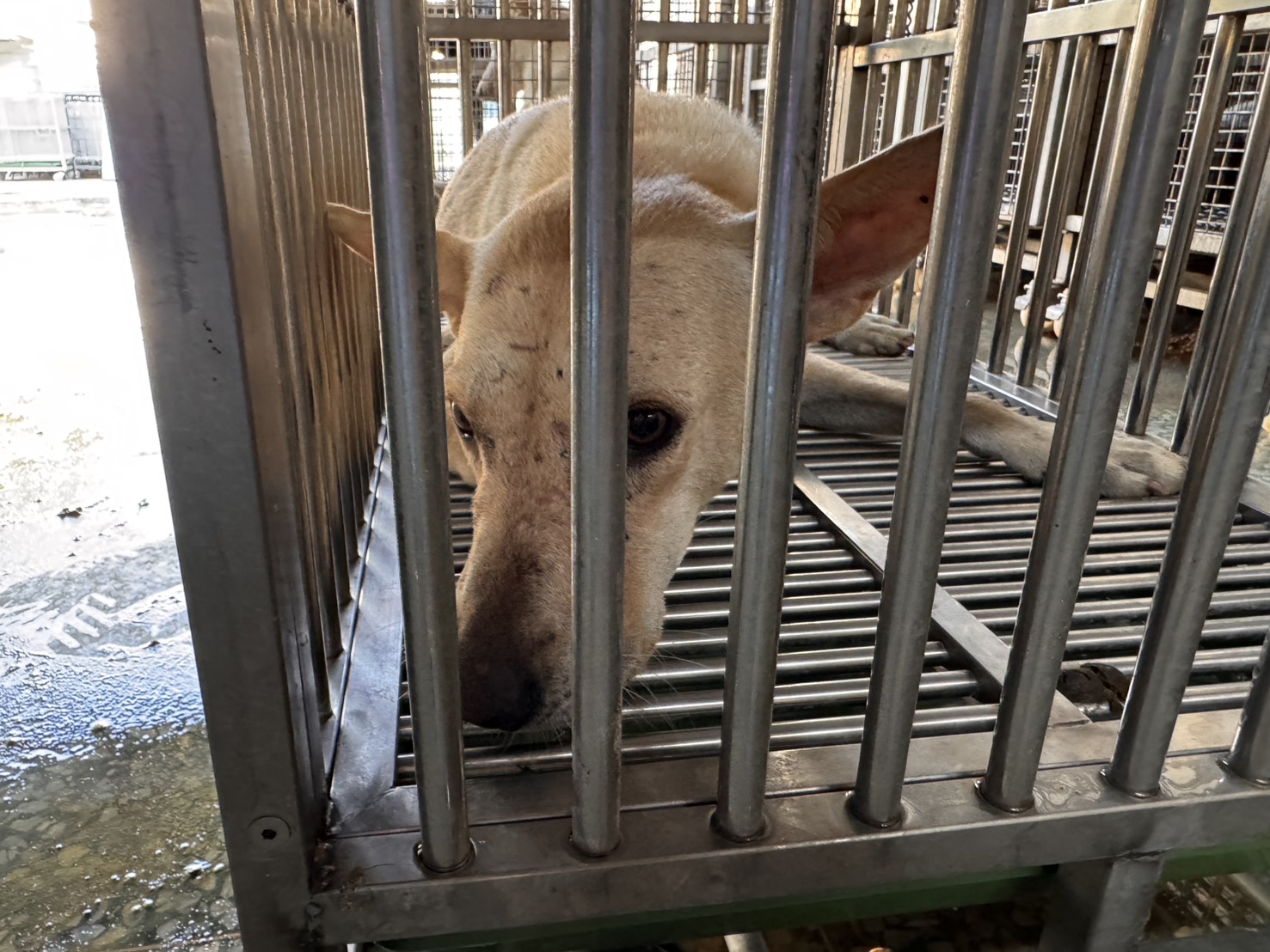台南市待認養狗 混種犬