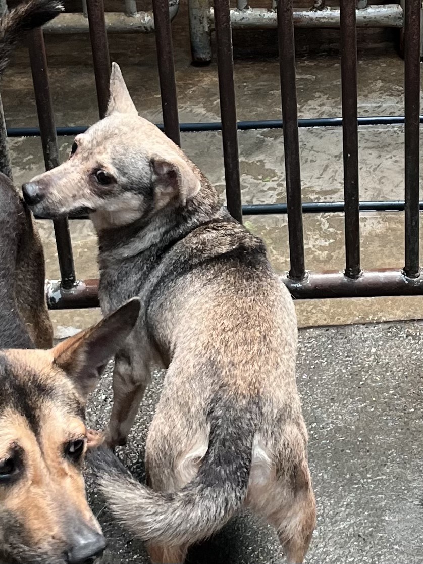 彰化縣待認養狗 混種犬