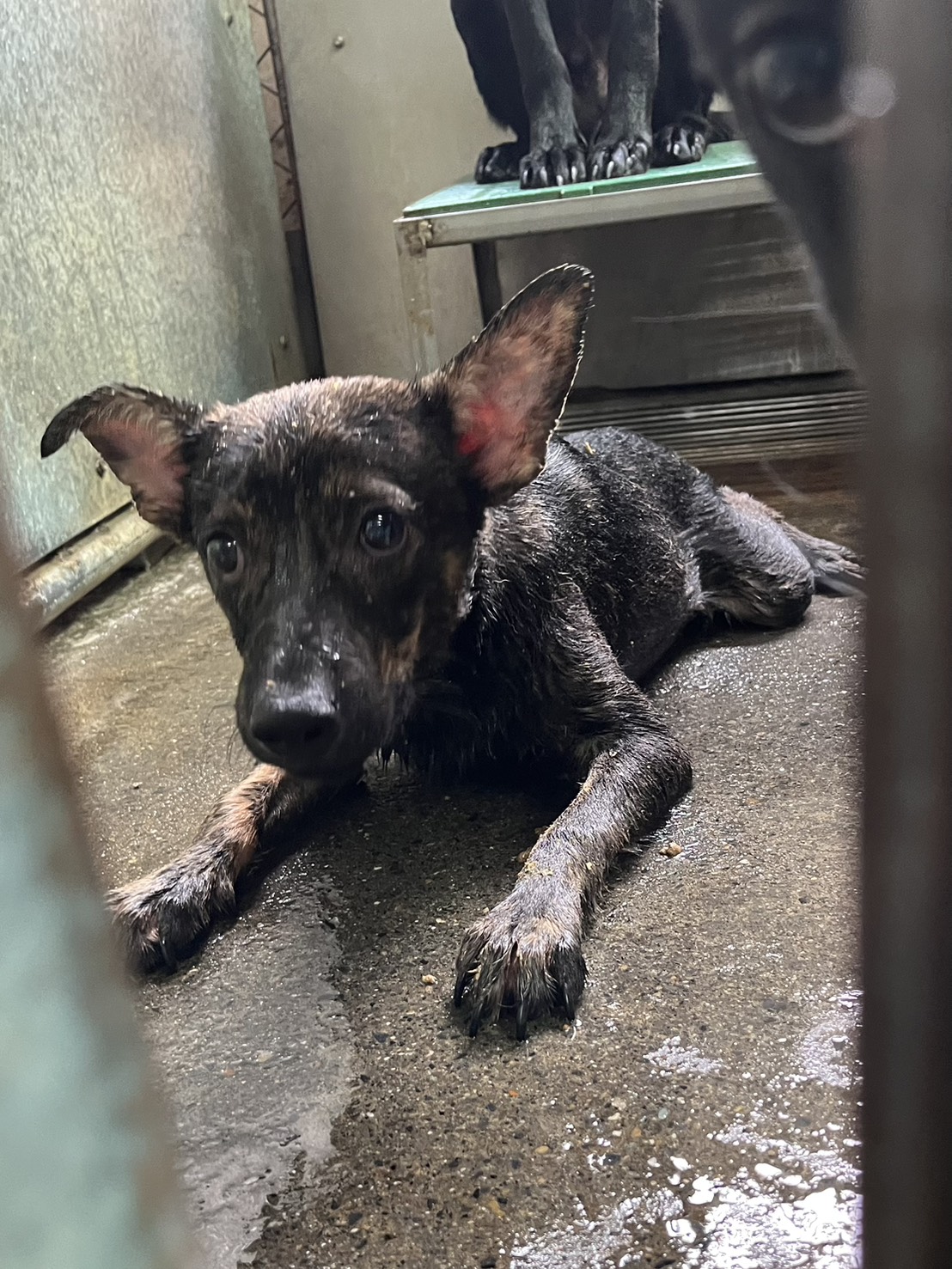 彰化縣待認養狗 混種犬
