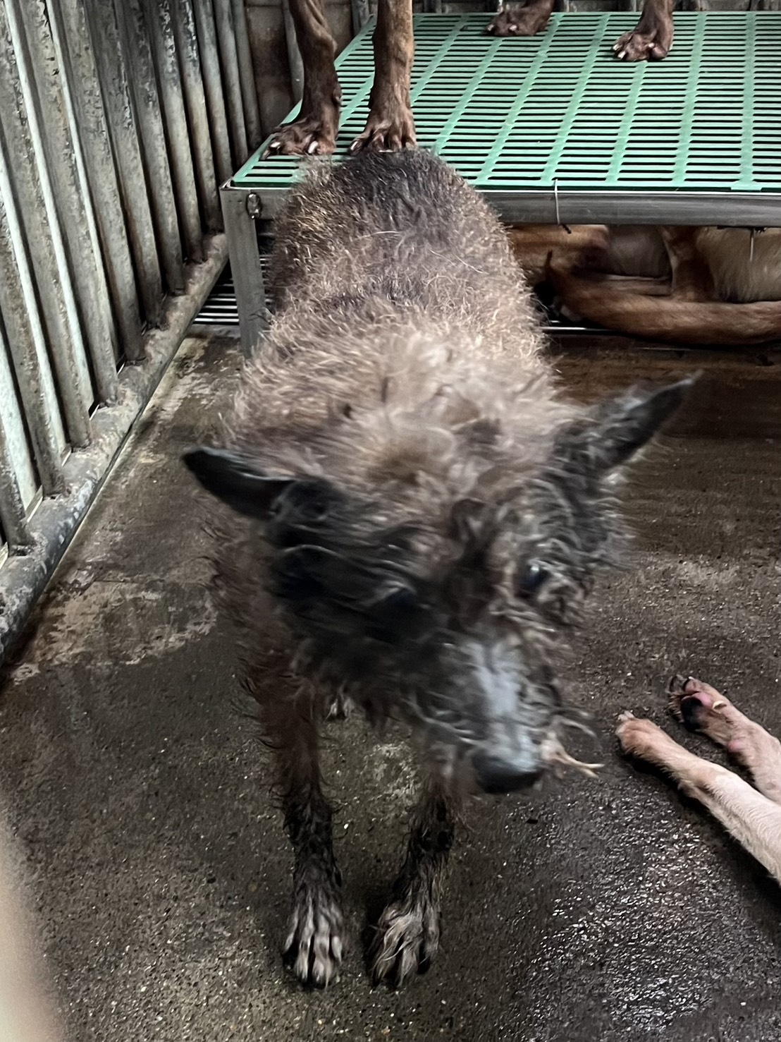 彰化縣待認養狗 混種犬