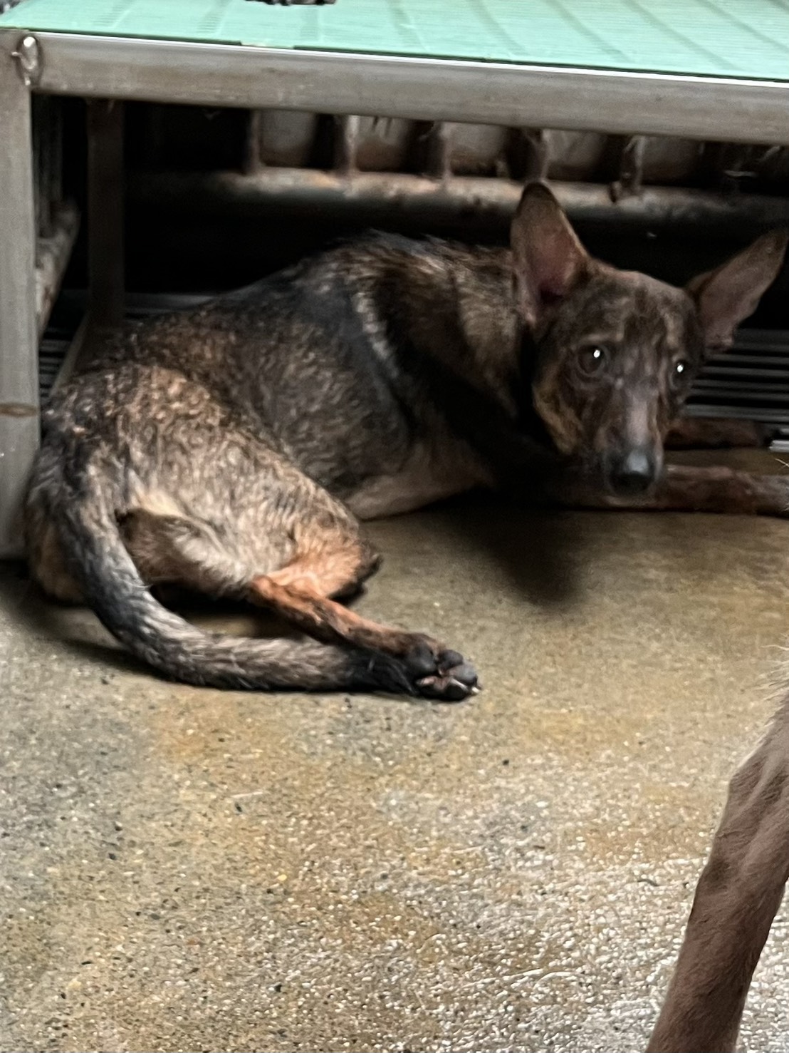 彰化縣待認養狗 混種犬