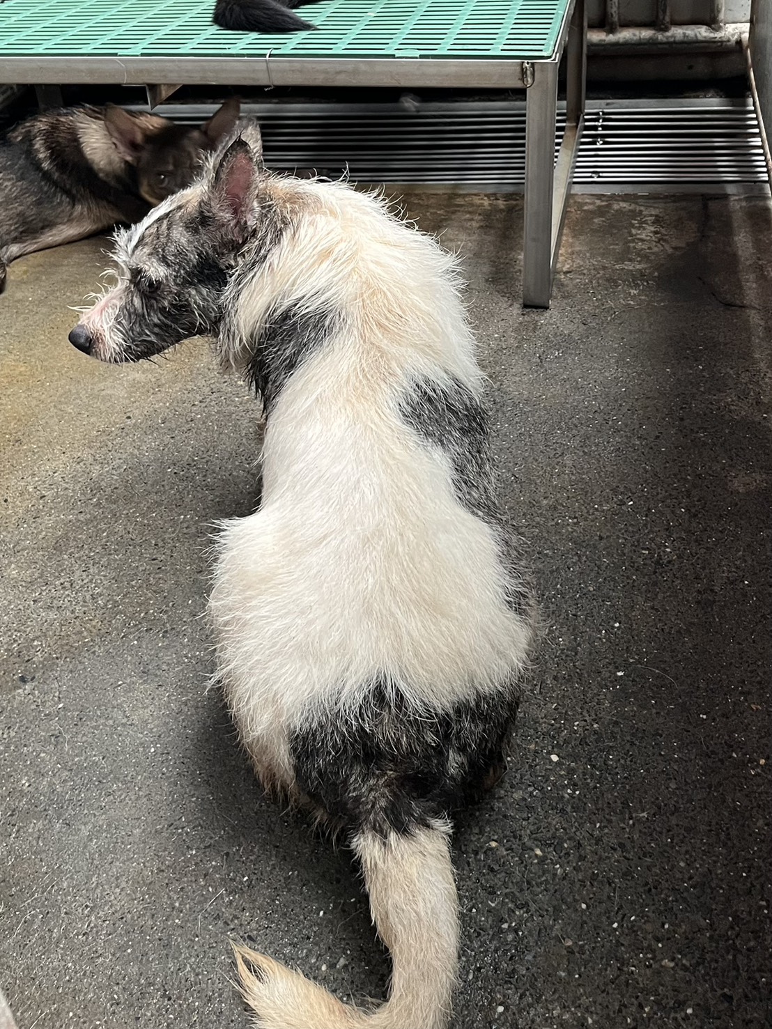 彰化縣待認養狗 混種犬