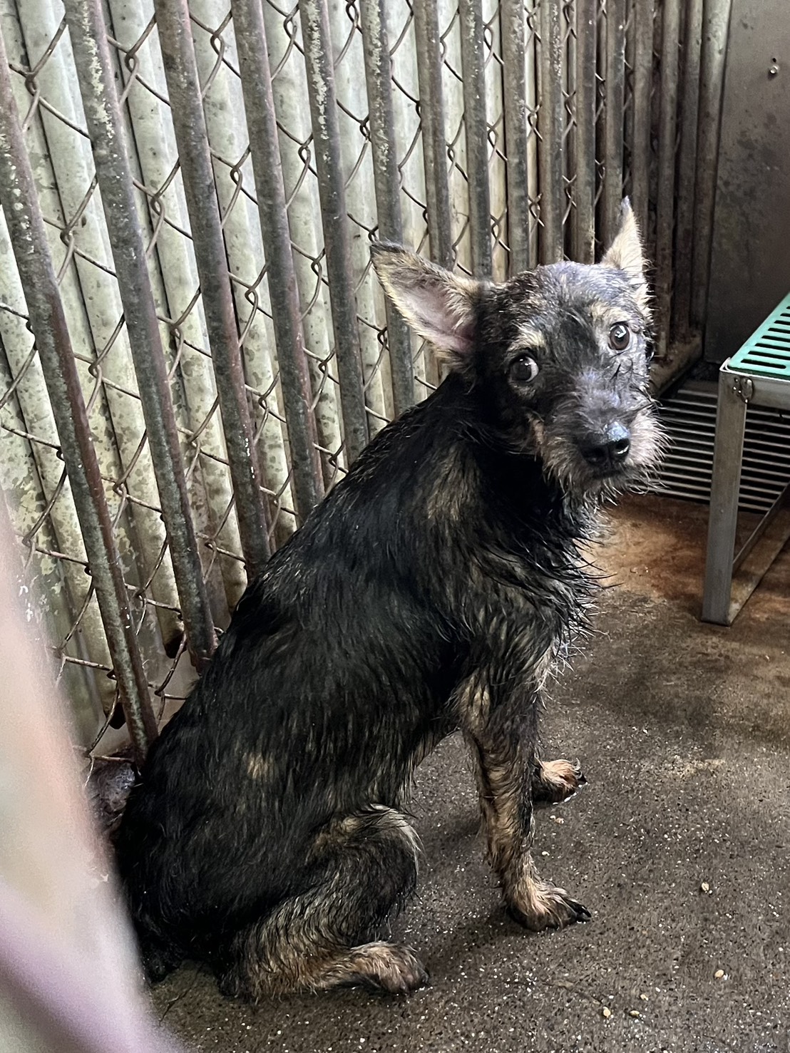 彰化縣待認養狗 混種犬