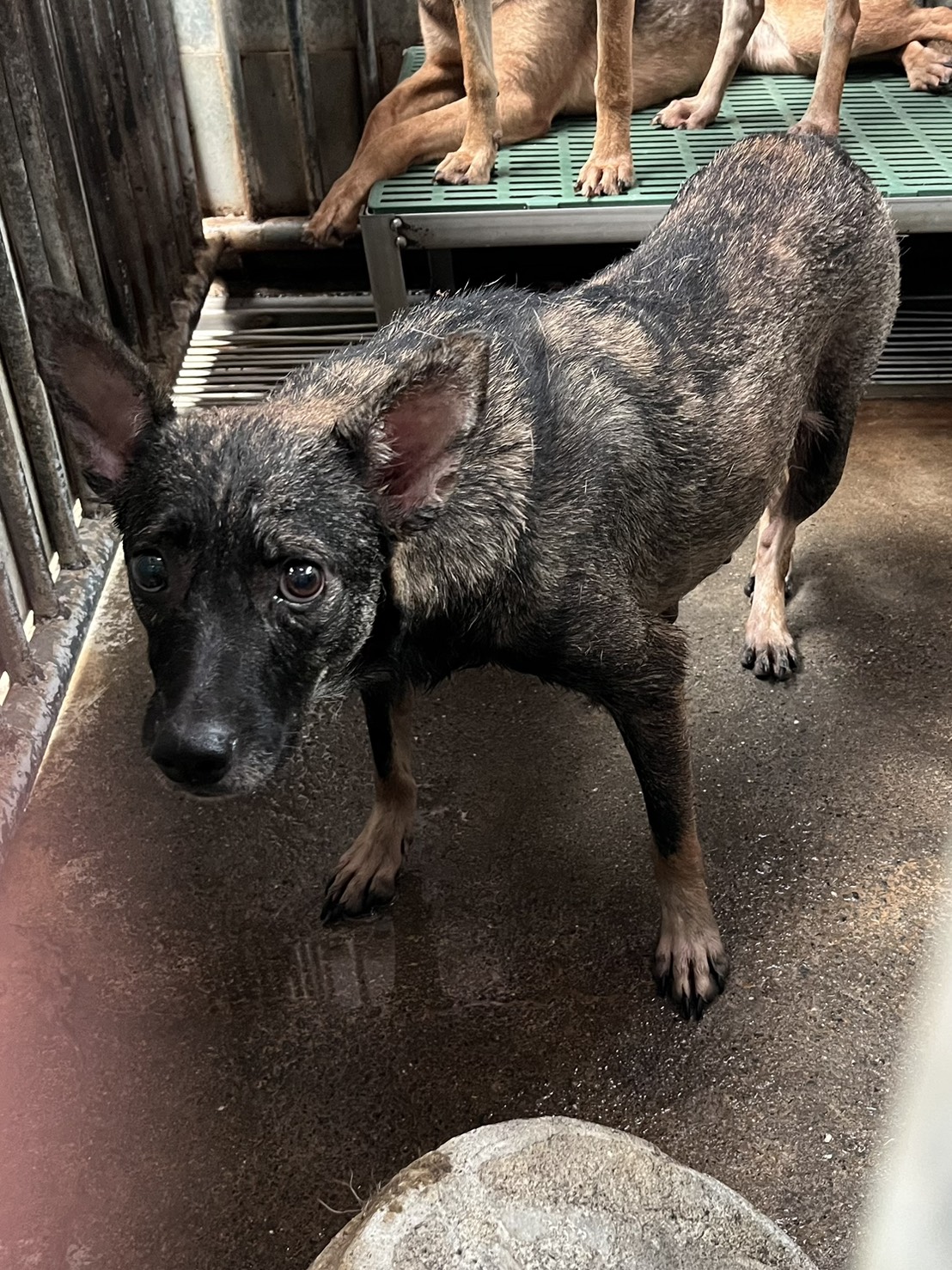 彰化縣待認養狗 混種犬