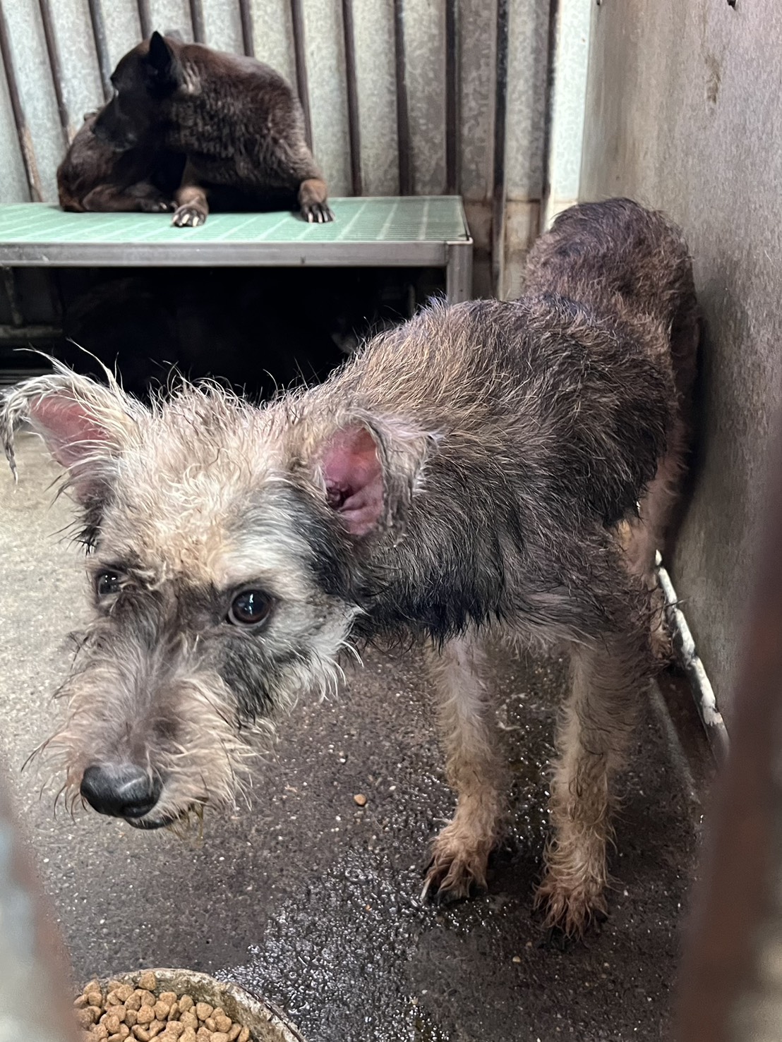 彰化縣待認養狗 混種犬