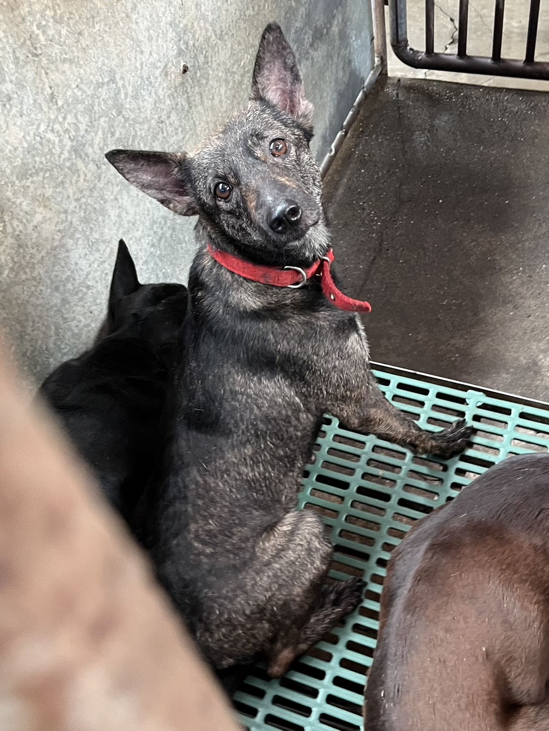 彰化縣待認養狗 混種犬
