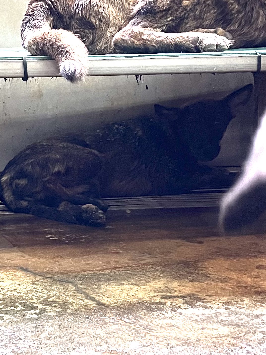 彰化縣待認養狗 混種犬