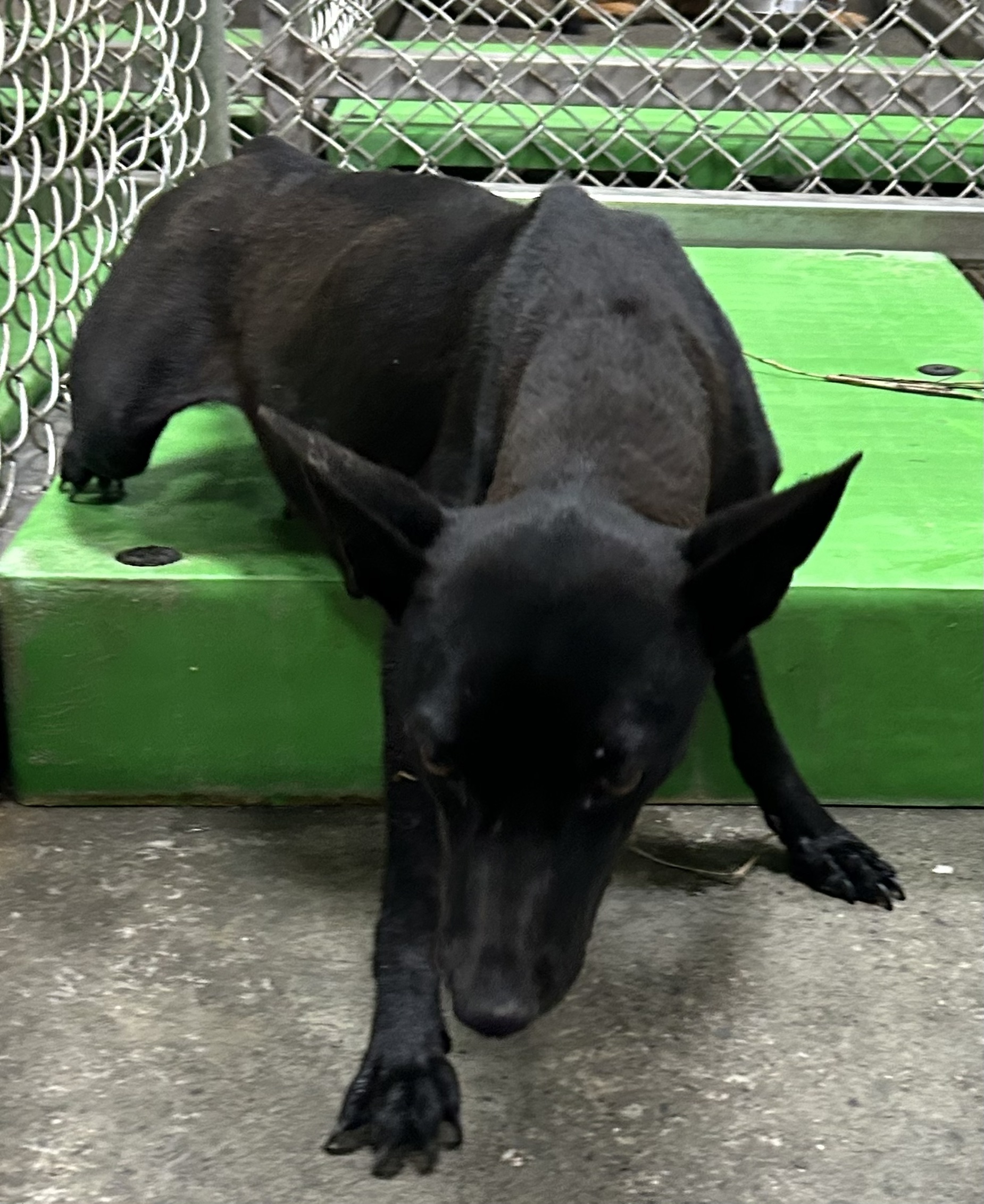 台東縣待認養狗 混種犬