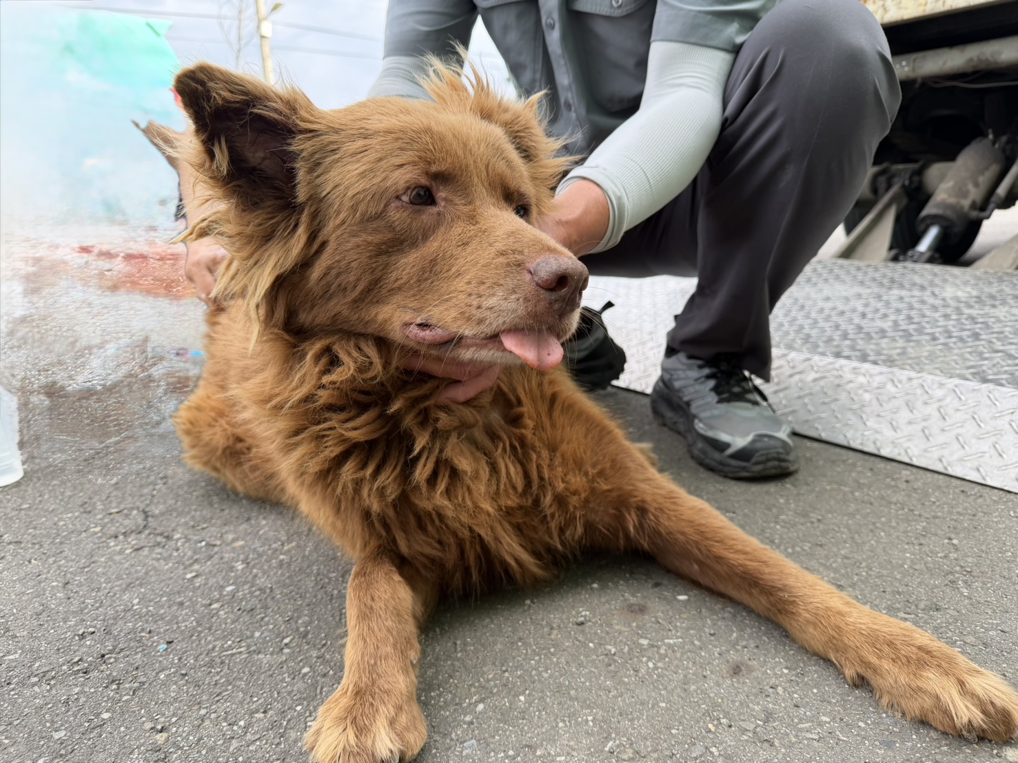 桃園市待認養狗 混種犬