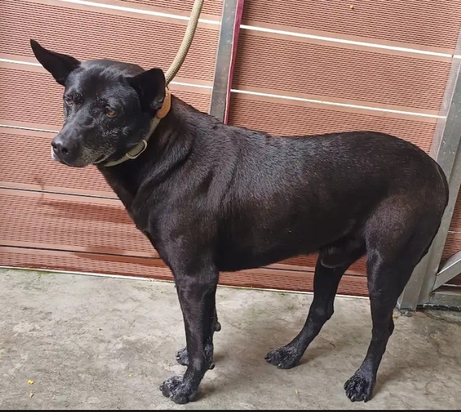 新北市待認養狗 混種犬