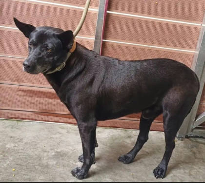 新北市待認養狗｜混種犬｜黑色｜公