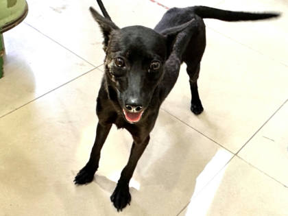 高雄市待認養狗｜混種犬｜黑色｜母