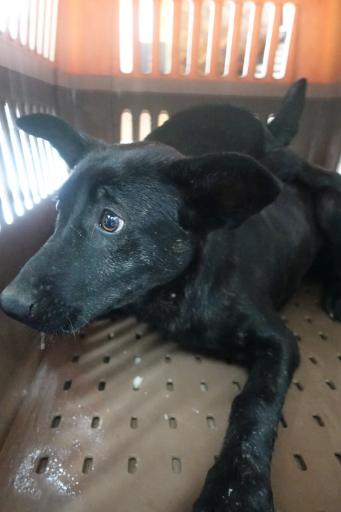 宜蘭縣待認養狗 混種犬