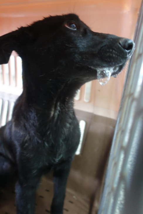 宜蘭縣待認養狗 混種犬