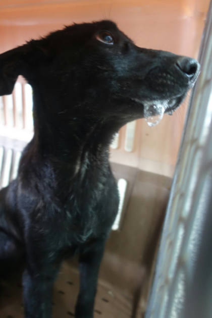 宜蘭縣待認養狗｜混種犬｜黑色｜母