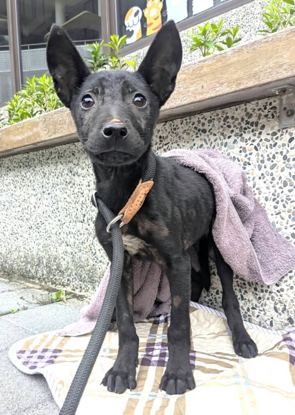 新竹縣待認養狗 混種犬