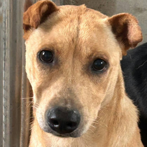 澎湖縣待認養狗 混種犬