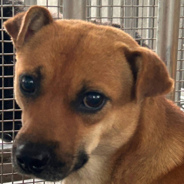 澎湖縣待認養狗 混種犬