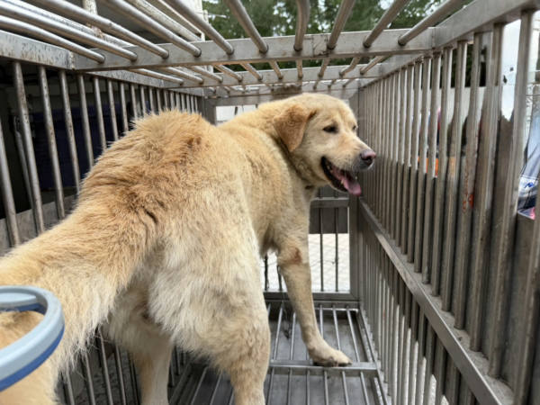 桃園市待認養狗 混種犬