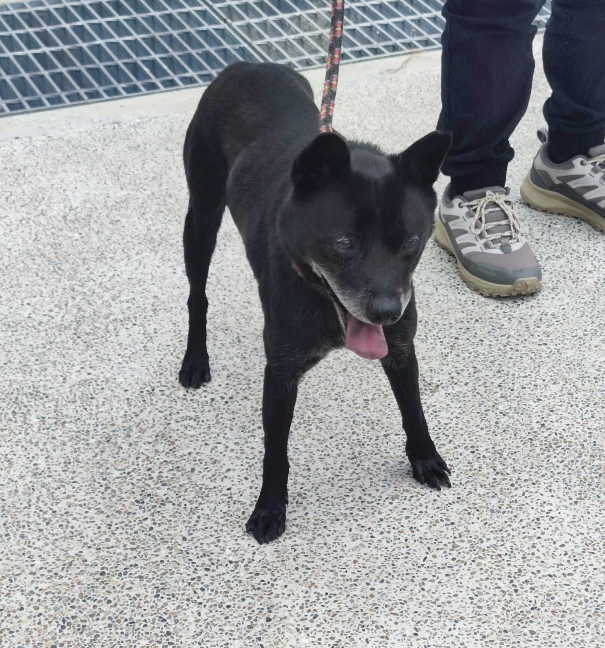 新北市待認養狗 混種犬