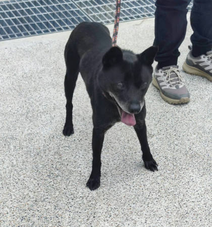 新北市待認養狗｜混種犬｜黑色｜公