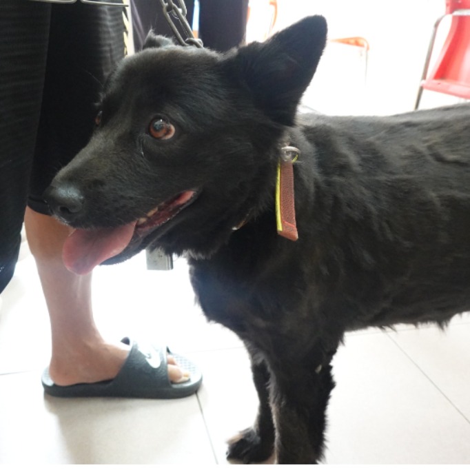 台南市待認養狗 混種犬
