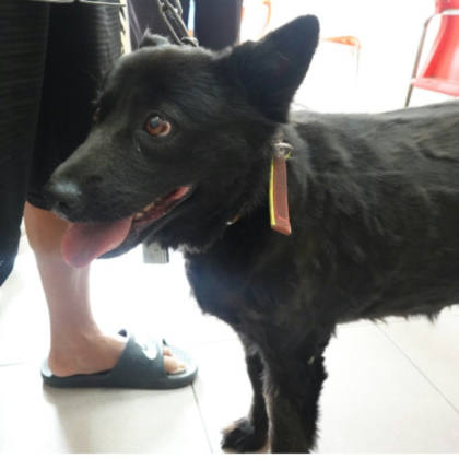 台南市待認養狗｜混種犬｜黑色｜母