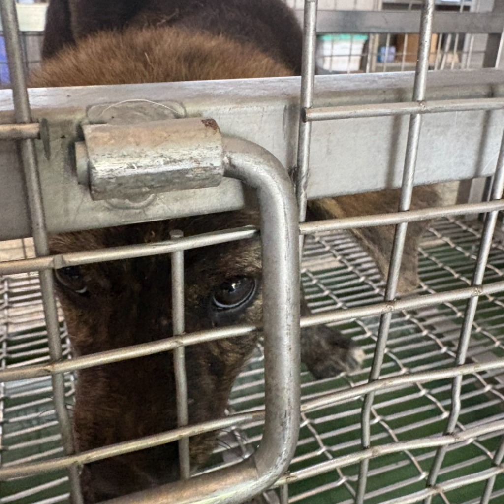 台南市待認養狗 混種犬