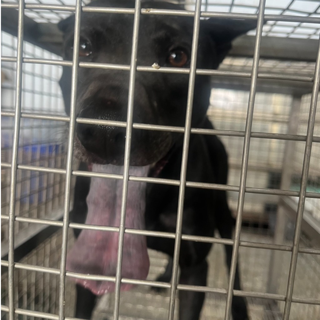 台南市待認養狗 混種犬