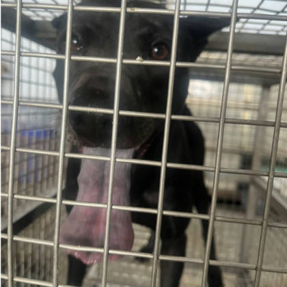台南市待認養狗｜混種犬｜黑色｜公