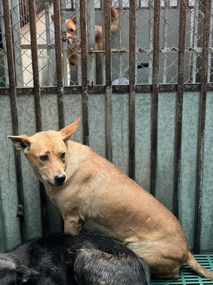 彰化縣待認養狗｜混種犬｜黃色｜母