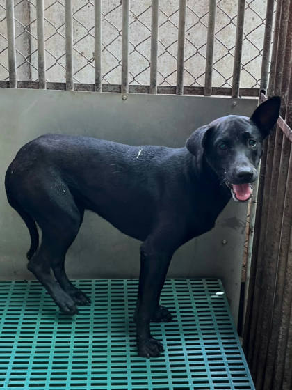 彰化縣待認養狗｜混種犬｜黑色｜公
