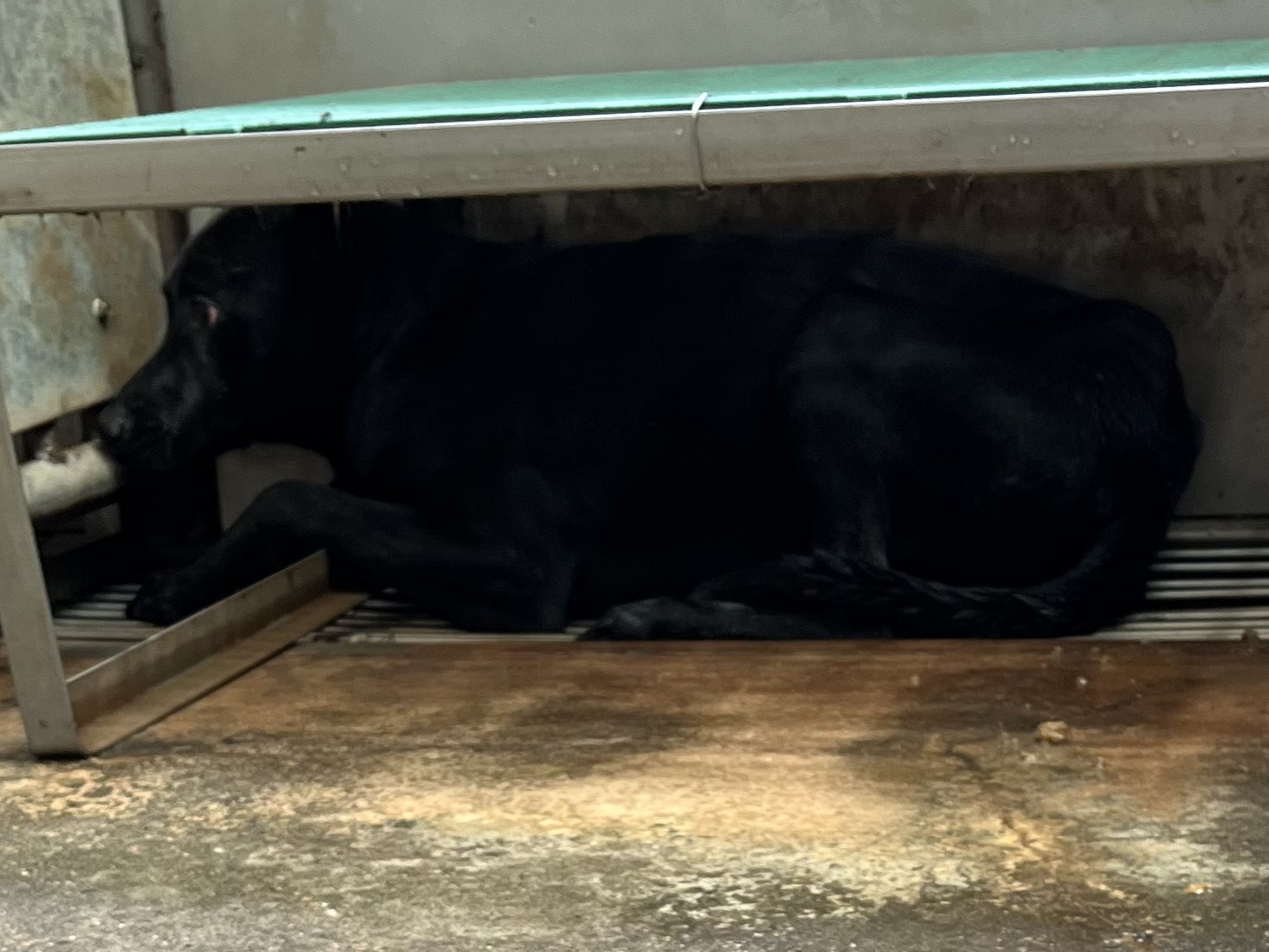 彰化縣待認養狗 混種犬