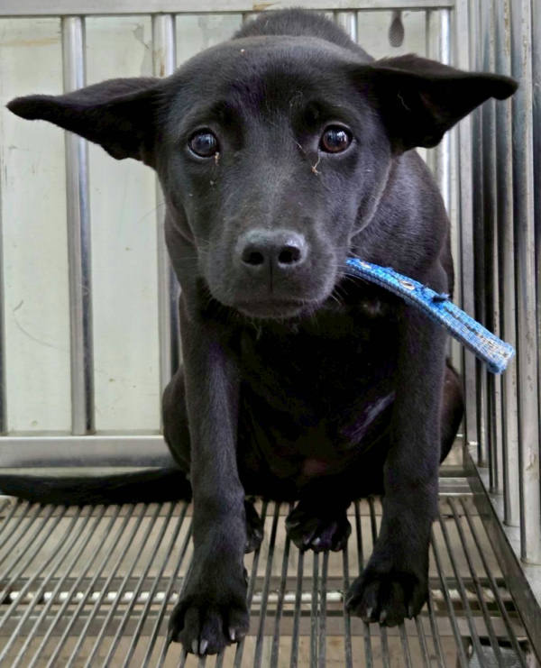 花蓮縣待認養狗 混種犬