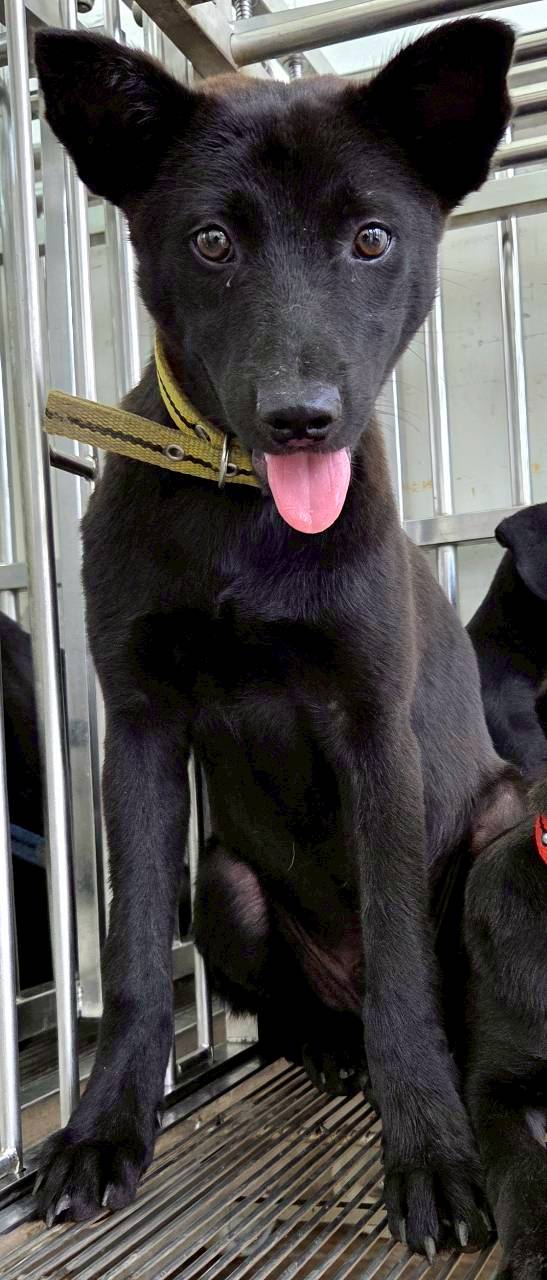 花蓮縣待認養狗 混種犬