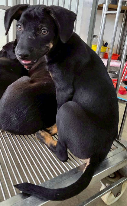 花蓮縣待認養狗｜混種犬｜黑色｜母