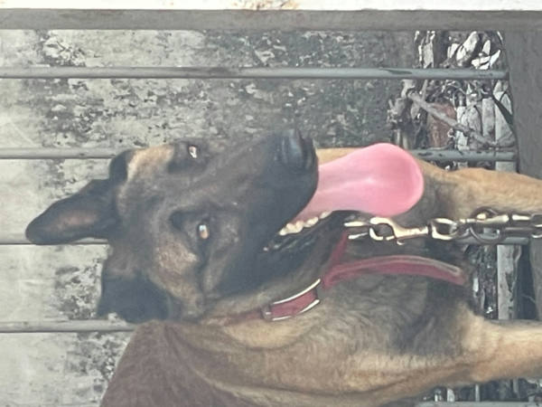 嘉義市待認養狗 混種犬