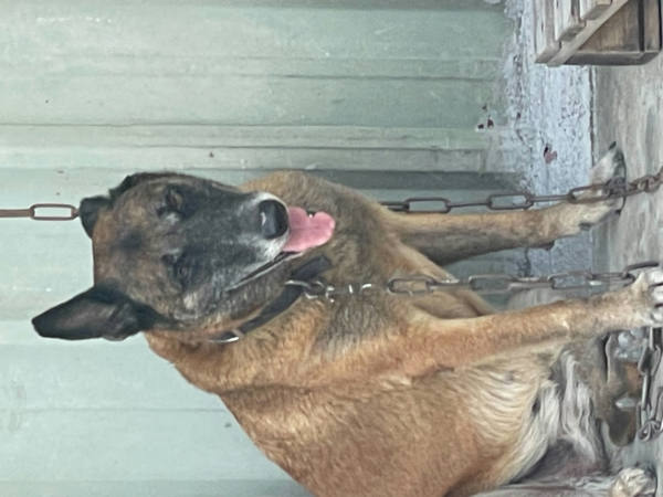 嘉義市待認養狗 混種犬