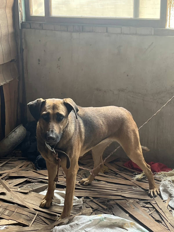 嘉義市待認養狗 混種犬