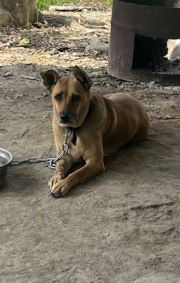 嘉義市待認養狗 混種犬